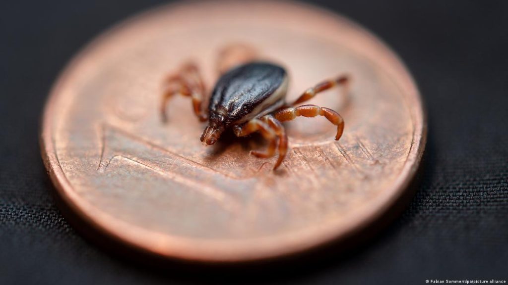 Germany and Kosovo Join Forces Against Deadly Tick Virus Germany and Kosovo Join Forces Against Deadly Tick Virus